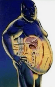 Graisse ou muscles